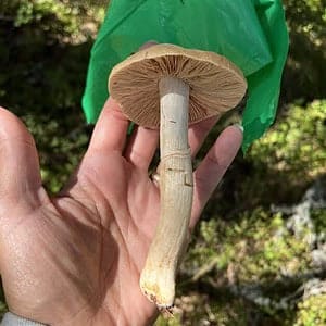 hand with a fungi in it