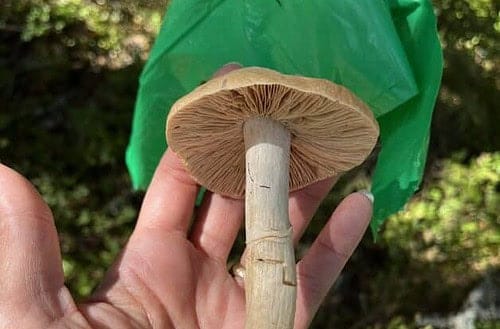 hand with a fungi in it