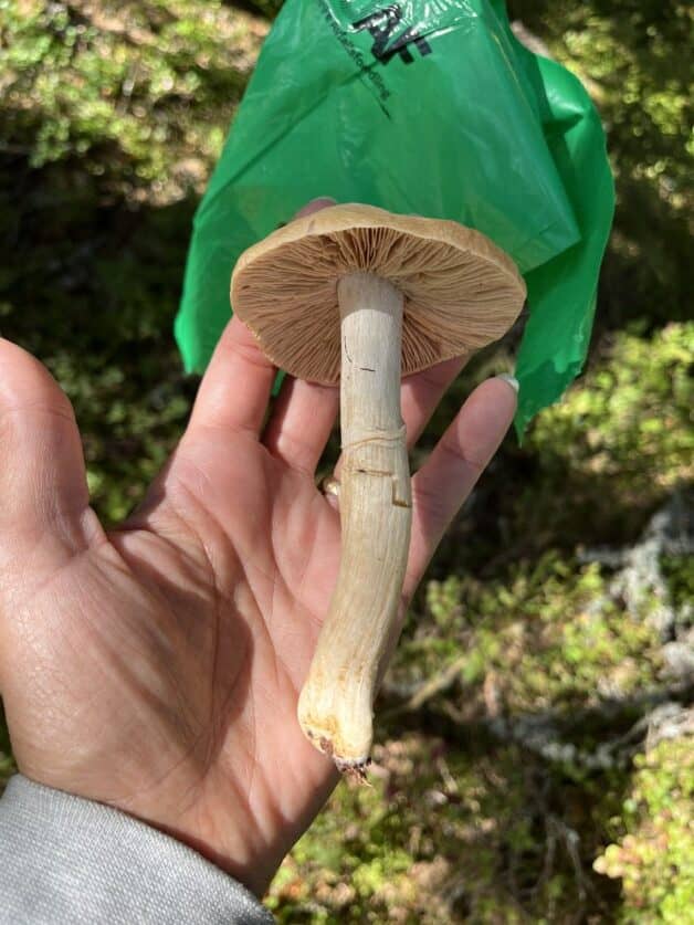 hand with a fungi in it